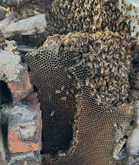 Chimney Bee Removal