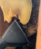 Roof Bee Removal